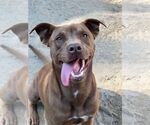 Small #2 Labrador Retriever Mix