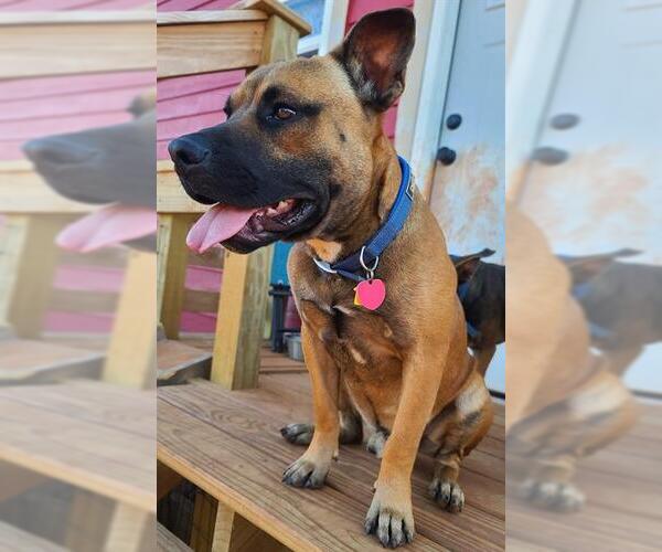 Medium Photo #1 Mutt Puppy For Sale in Oklahoma City, OK, USA