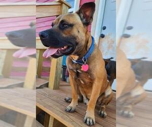 Mutt Dogs for adoption in Oklahoma City, OK, USA