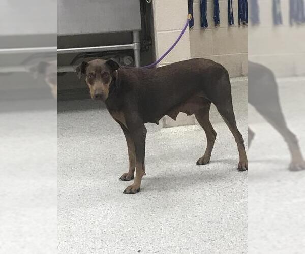 Medium Photo #1 Doberman Pinscher-Unknown Mix Puppy For Sale in Conroe, TX, USA