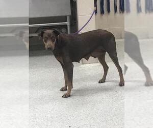 Doberman Pinscher-Unknown Mix Dogs for adoption in Conroe, TX, USA
