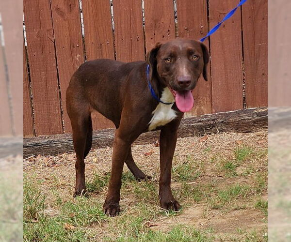 Medium Photo #2 Labrador Retriever-Unknown Mix Puppy For Sale in Wetumpka, AL, USA