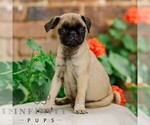 Small #1 Pug