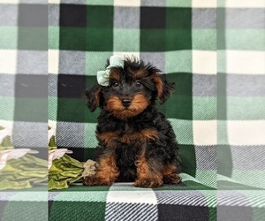 Poodle (Toy)-Yorkshire Terrier Mix Puppy for sale in OXFORD, PA, USA