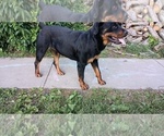 Small #8 Rottweiler