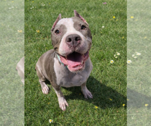 American Staffordshire Terrier Dogs for adoption in Cranford, NJ, USA