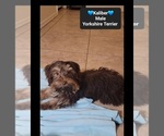 Small #1 Yorkshire Terrier