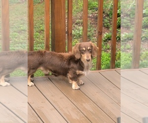 Father of the Dachshund puppies born on 04/22/2025