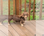 Small Photo #1 Dachshund Puppy For Sale in FOREST CITY, NC, USA
