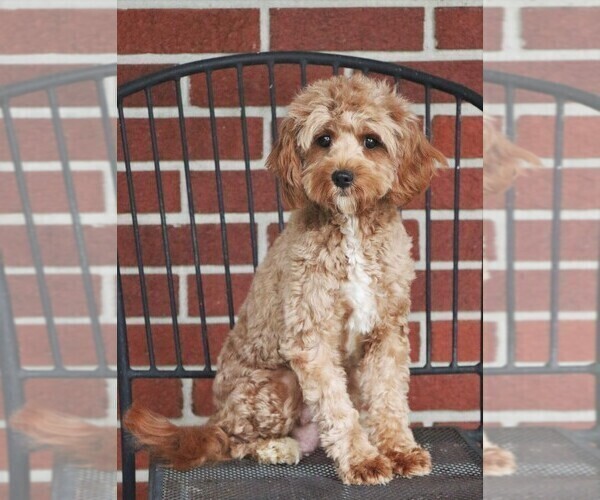 Medium Photo #2 Cavapoo (Miniature) Puppy For Sale in SYRACUSE, IN, USA