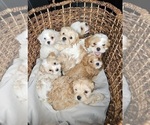 Small Photo #9 Cavapoo Puppy For Sale in FAIR GROVE, MO, USA