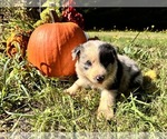 Puppy SlateMerle1 Border Collie