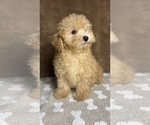Small Photo #4 Poodle (Miniature) Puppy For Sale in MARTINSVILLE, IN, USA
