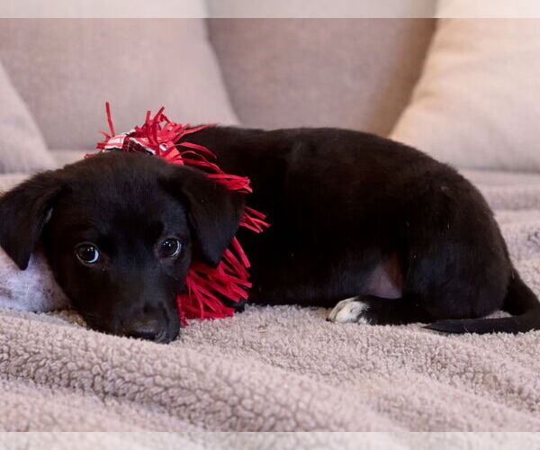 Medium Photo #4 Labrador Retriever-Unknown Mix Puppy For Sale in Rockaway, NJ, USA