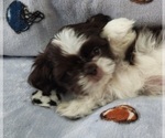 Small #1 Shih Tzu