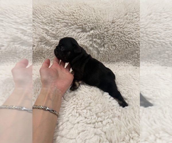 Medium Photo #2 French Bulldog Puppy For Sale in KALISPELL, MT, USA