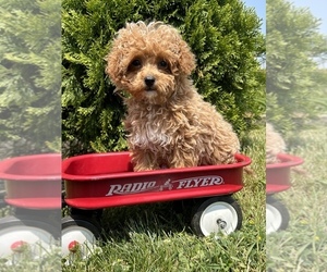 Poodle (Toy) Puppy for sale in MIDDLEBURY, IN, USA