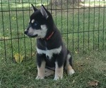 Small Photo #4 Shiba Inu-Siberian Husky Mix Puppy For Sale in BOWLING GREEN, OH, USA