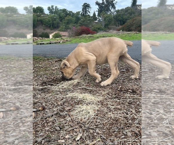 Medium Photo #38 Cane Corso Puppy For Sale in OCEANSIDE, CA, USA