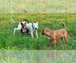 Small #2 American Pit Bull Terrier Mix