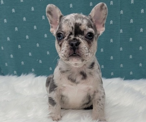 Medium Photo #6 French Bulldog Puppy For Sale in BLAKESBURG, IA, USA