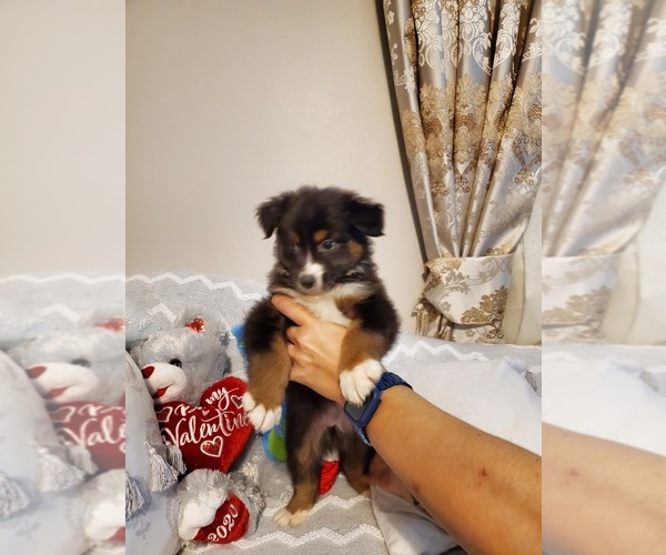 Medium Photo #6 Miniature Australian Shepherd Puppy For Sale in JACKSONVILLE, FL, USA