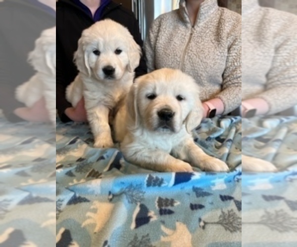Medium Photo #2 English Cream Golden Retriever Puppy For Sale in ELLENSBURG, WA, USA