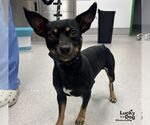 Rodney - Male Chihuahua-Unknown Mix Dog for Adoption - Small photo