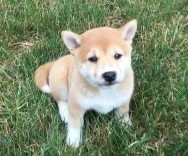 Medium Photo #3 Shiba Inu Puppy For Sale in MILLERSTOWN, PA, USA
