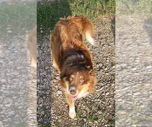 Father of the Miniature Australian Shepherd puppies born on 03/30/2025