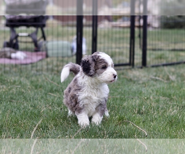 Medium Photo #1 Bernedoodle Puppy For Sale in KENNEWICK, WA, USA
