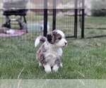 Small Photo #1 Bernedoodle Puppy For Sale in KENNEWICK, WA, USA