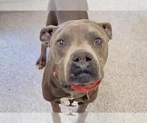 KAIRO - Male Mutt Dog for Adoption - Photo #3
