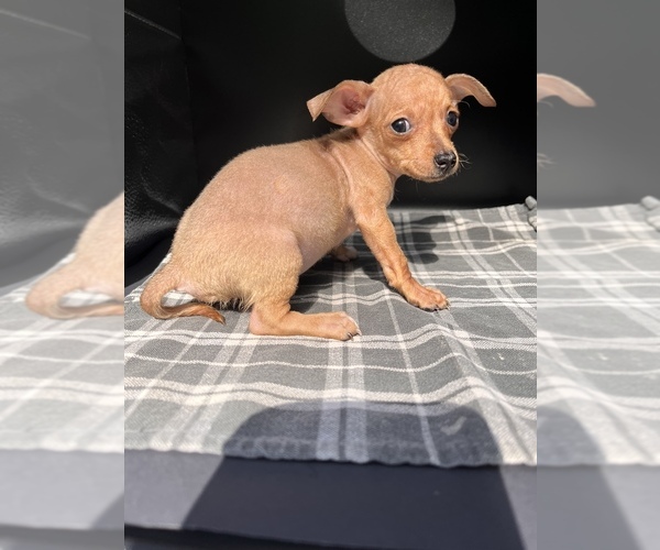 Medium Photo #8 Chiweenie Puppy For Sale in SAINT AUGUSTINE, FL, USA