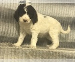 Small Photo #1 English Setterdoodle Puppy For Sale in CHETEK, WI, USA