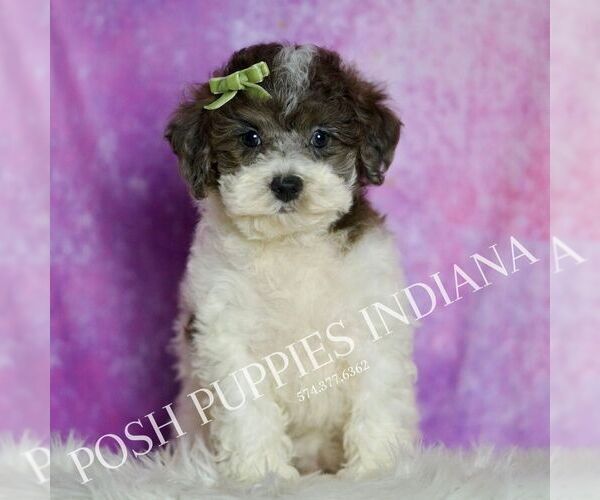 Medium Photo #2 Poodle (Toy) Puppy For Sale in WARSAW, IN, USA