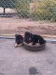 Small Photo #17 German Shepherd Dog Puppy For Sale in PORTERVILLE, CA, USA