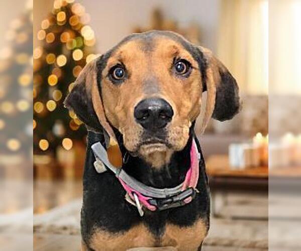 Medium Photo #4 Mutt Puppy For Sale in Evansville, IN, USA