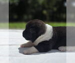 Puppy Koda Akita