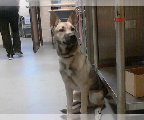 Medium Photo #1 German Shepherd Dog Puppy For Sale in Fayetteville, NC, USA