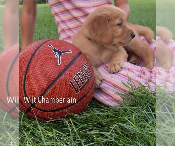 Medium Photo #27 Golden Retriever Puppy For Sale in LIME SPRINGS, IA, USA
