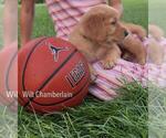 Small #26 Golden Retriever