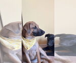 Small #3 Black Mouth Cur-Labrador Retriever Mix