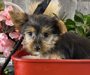Yorkshire Terrier Puppy for sale in CANOGA, NY, USA
