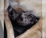 Small Photo #4 Great Dane Puppy For Sale in PIERSON, MI, USA