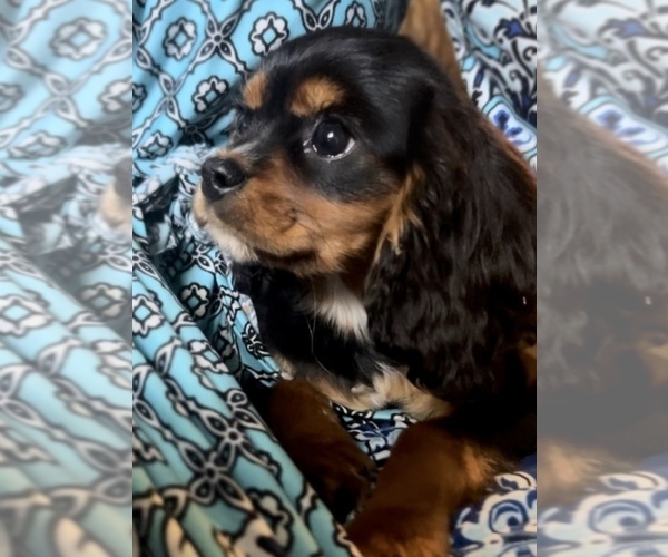 Medium Photo #1 Cavalier King Charles Spaniel Puppy For Sale in EDWARDSBURG, MI, USA