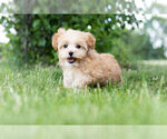 Small Photo #9 Morkie Puppy For Sale in WARSAW, IN, USA