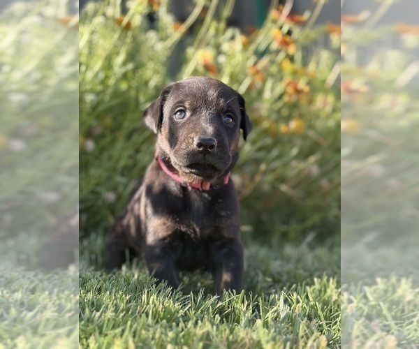 Medium Photo #2 Cane Corso-Doberman Pinscher Mix Puppy For Sale in MODESTO, CA, USA