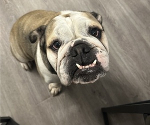Mother of the English Bulldog puppies born on 07/10/2026