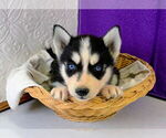 Small Photo #23 Siberian Husky Puppy For Sale in MOUNT AYR, IA, USA